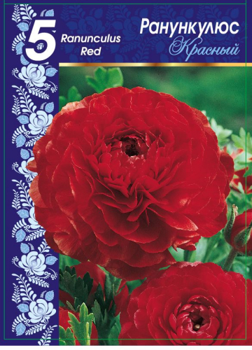 Ранункулюс Красный 1 уп. (5 шт.)