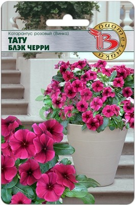 Цветы Катарантус розовый (Винка) Тату Блэк Черри (8 шт) Биотехника