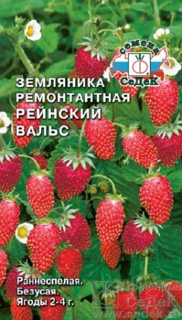 Земляника Рейнский Вальс ремонтант. 0,04г