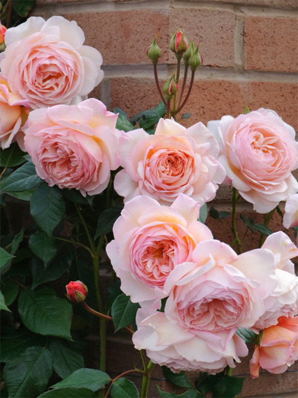 Роза шропшир фото и описание A Shropshire Lad