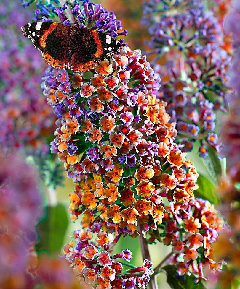 Buddleja davidii Tricolor