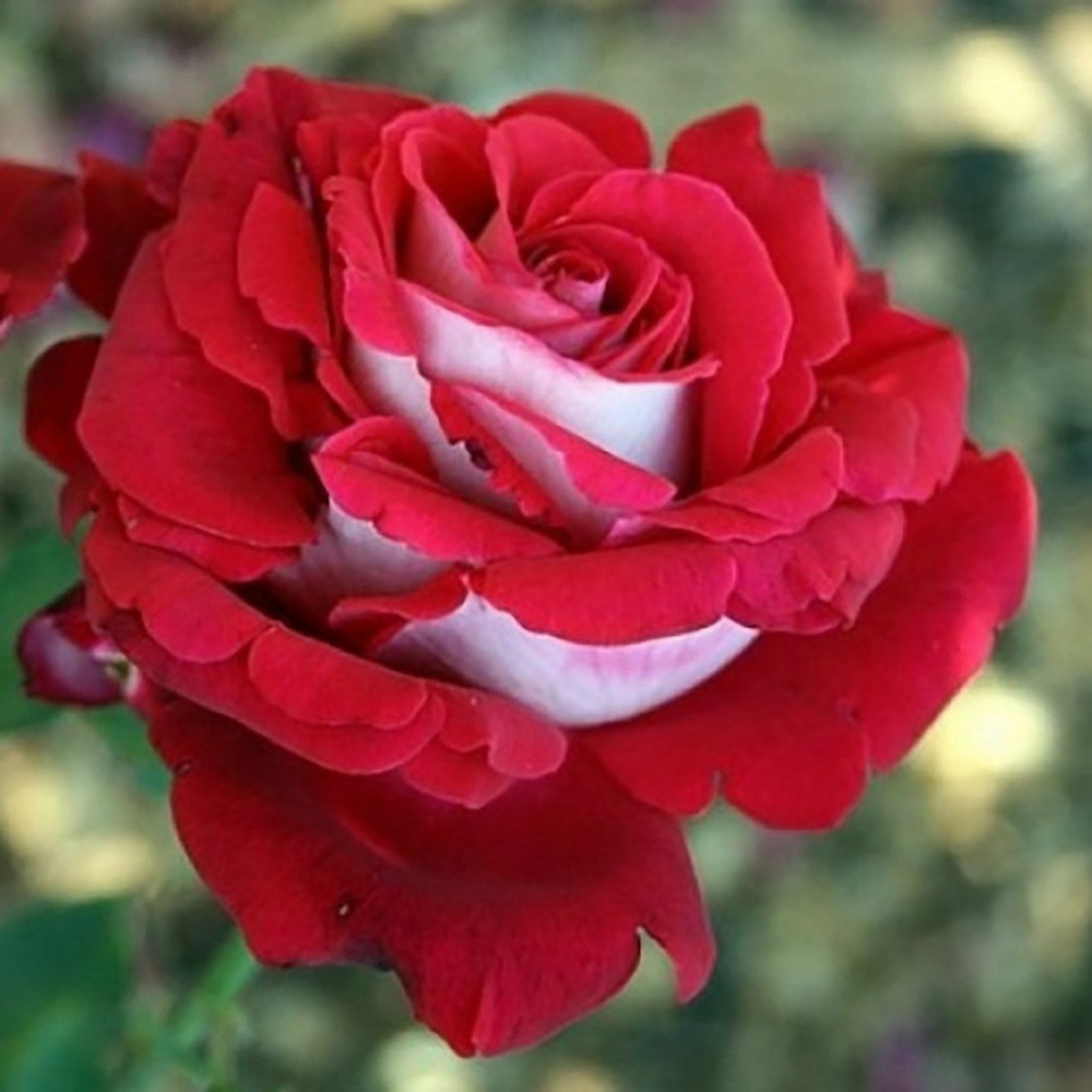 Роза чайно-гибридная Осирия