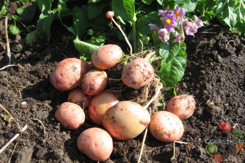 Жуковский ранний картофель характеристика