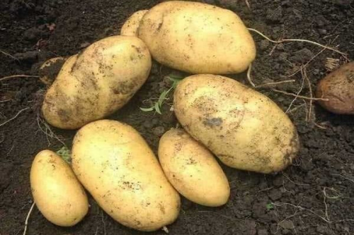 ЛОРХ картофель