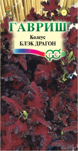 Колеус Блэк Дракон 5шт серия Элитная клумба