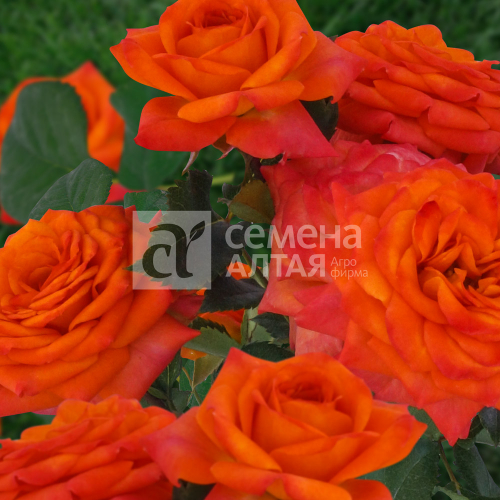 Роза Келли спрей-роза Семена Алтая (Сибирские розы)