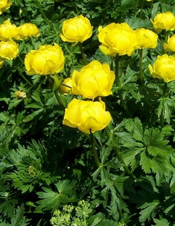 НОВИНКАКупальница узколепестная (1шт) цветки жёлтые, полумахровые, многолетник ВХ
