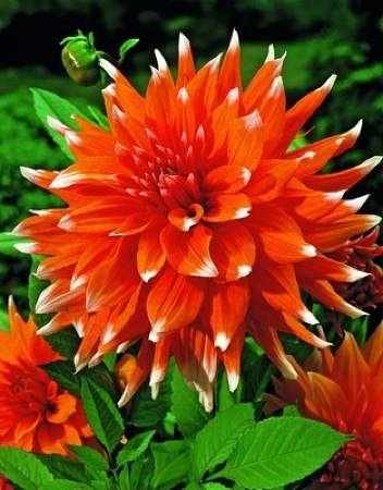 Георгин Колор Спектакль (1шт) оранж.с белыми кончиками, кактусовидная ВХ