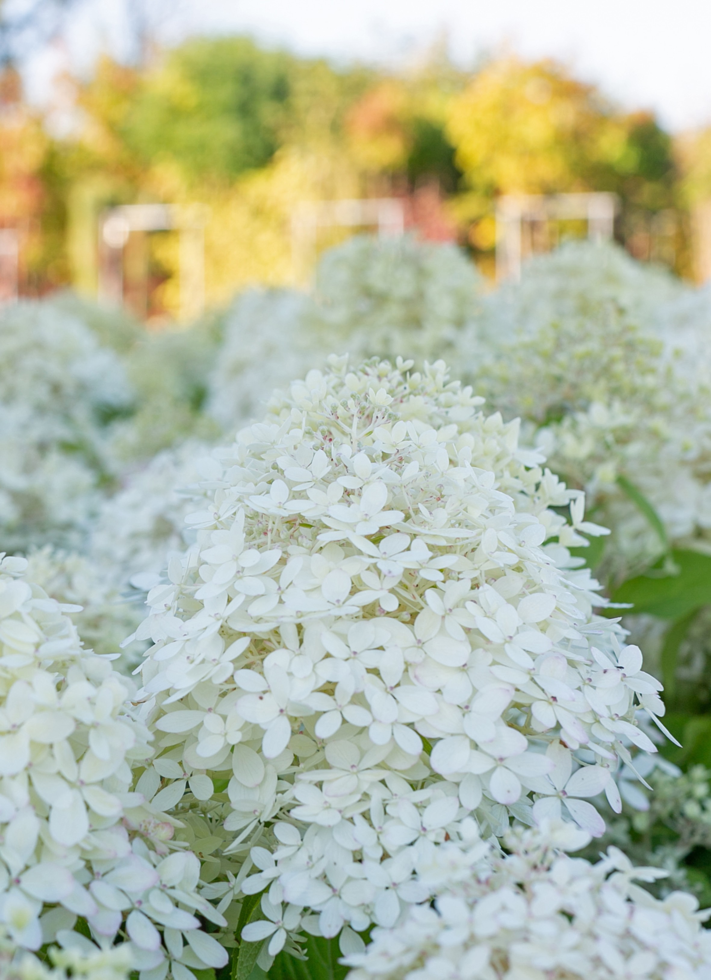 Купить Гортензия метельчатая Royal Flower - Гортензия - GardenPlants