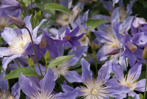 Clematis_BLUE RIVER Tm Zoblueriveraf