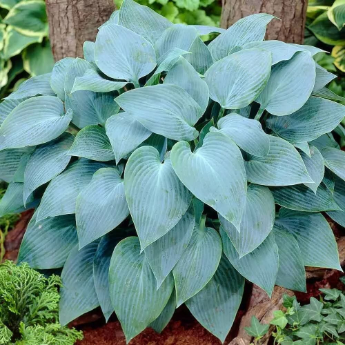 НОВИНКАХоста Канадиан Блю (1шт) листья зелёно-голубые ВХ