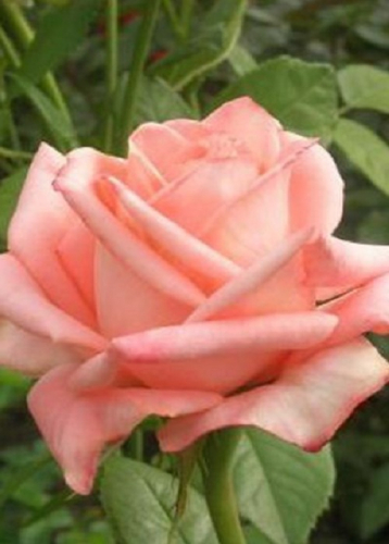 Роза чайно гибридная амбианс фото