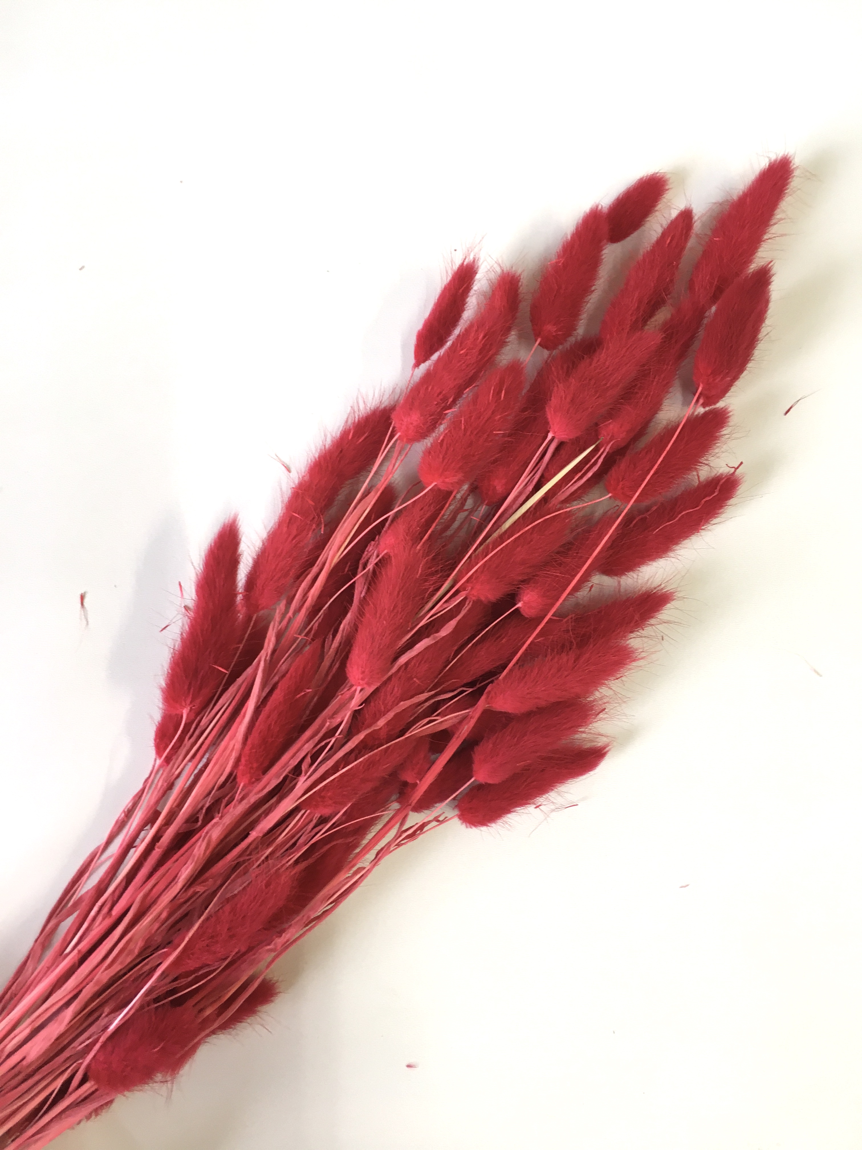 ,,гомфрена гомфрена сухоцвет. клевер луговой засушенный. цветы сухие красные. сухоцветы гомфрена цветы. каркаде (суданская роза).