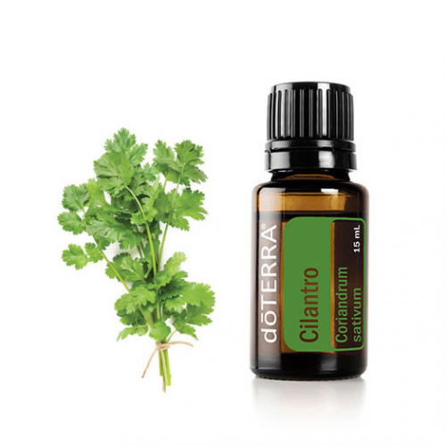 Кинза эфирное масло Cilantro Essential Oil