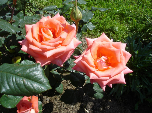 Роза чайно-гибридная Konigin der Rosen С4
