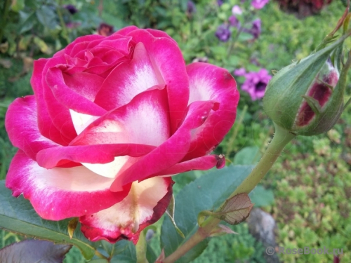 Роза чайно-гибридная Fair Lady С3