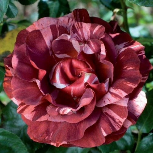Роза плетистая Brownie С3