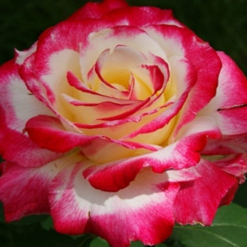Роза чайно-гибридная Double Delight С4