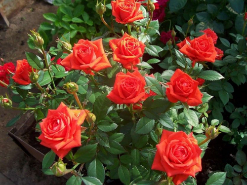 Роза миниатюрная Orange Juwel С7,5 PA 90-110