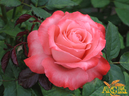 Роза Визион C3