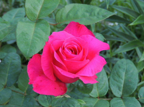 Роза чайно-гибридная Lancome С4