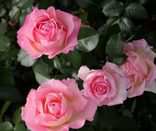 Роза чайно-гибридная Elle С4