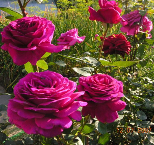Роза чайно-гибридная Big Purple С4