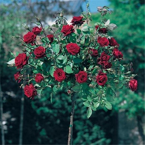 Роза чайно-гибридная Schwarze Madonna С7,5 PA 90-110 