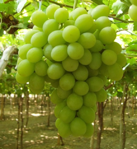Виноград плодовый Sugraone C3р 