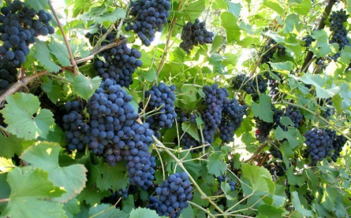 Виноград плодовый Isabella C3р 