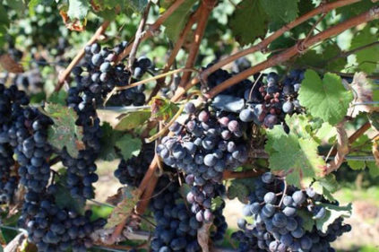 Виноград плодовый Черный жемчуг C3р 