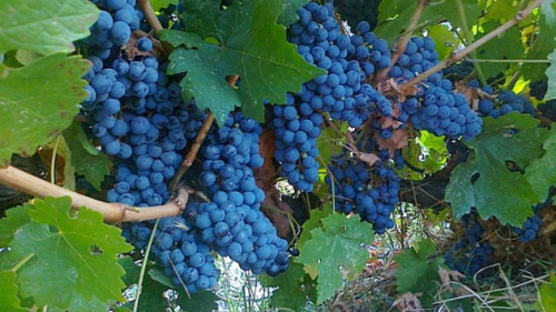 Виноград плодовый Cabernet Sauvignon C3р 