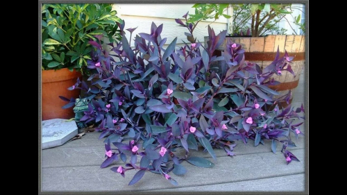 Растение Сеткреазия пурпурная (фиолетовая)