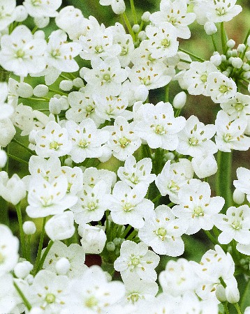 Very Large White Allium Bulbs for Sale Online Mount Everest Easy to grow bulbs,
