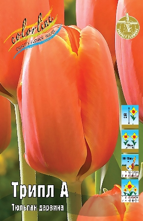 Тюльпан Трипл А (В упаковке 7 шт.)