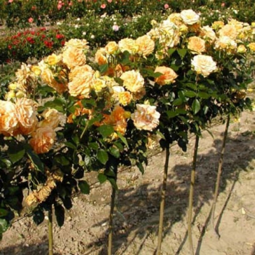 Роза флорибунда (кремово-абрикосовая) С5 РА-80-100