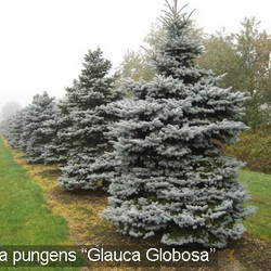 Ель колючая / Picea pungens Glauca Globosa [H20-30 C3]