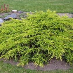 Мож-ник Виргинский / Juniperus virginiana Golden Spring [H40-50 C10]