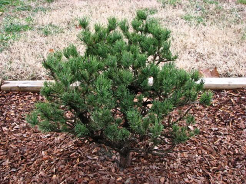 Сосна скрученная / Pinus concorta Spaans dwarf [H50-60 C3]
