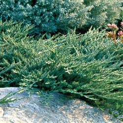 Мож-ник горизонтальный / Juniperus horizontalis Wiltonii [H30-40 C2]