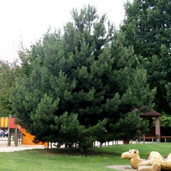 Сосна черная / Pinus nigra [H 70-90 C7.5]