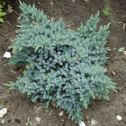 Мож-ник чешуйчатый / Juniperus squamata Blue Star [H15-25 C5]