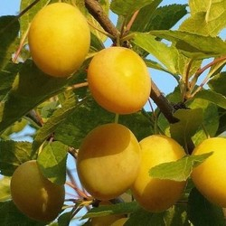 Слива Желтая компотная [C10]