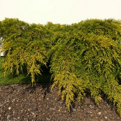 Мож-ник средний / Juniperus media Pfitzeriana Aurea [C1.5]
