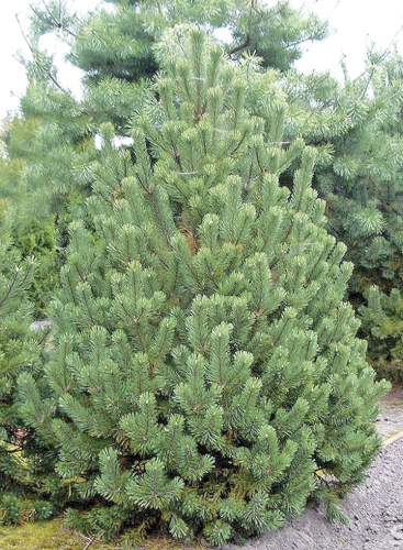 Сосна румелийская / Pinus peuce [H25-30 C3]