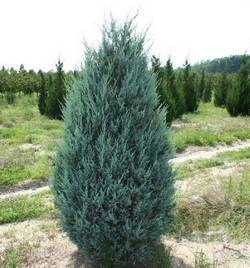 Мож-ник скальный / Juniperus scopulorum Moonglow [H100-120 C15]