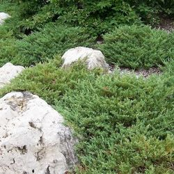 Мож-ник горизонтальный / Juniperus horizontalis Andorra Compacta [H30-40 C2]