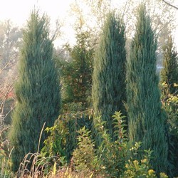 Мож-ник скальный / Juniperus scopulorum Blue Arrow [H80-100 C5]