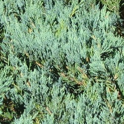 Мож-ник горизонтальный / Juniperus horizontalis Blue Chip [H25-30 C2]