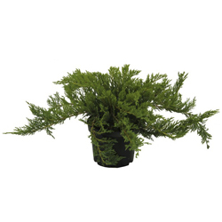 Мож-ник казацкий / Juniperus sabina Tamariscifolia [H40-60 C5]